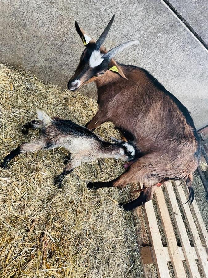 Kota à la ferme Hotel Beaufort-en-Argonne Bagian luar foto